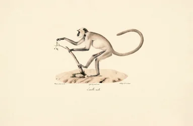 Grijze Hanuman Langoer