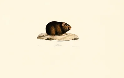 Cavia
