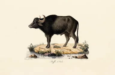 Italiaanse waterbuffel