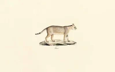 Oerwoudkat
