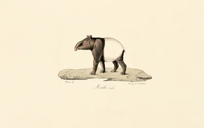 Maleise tapir