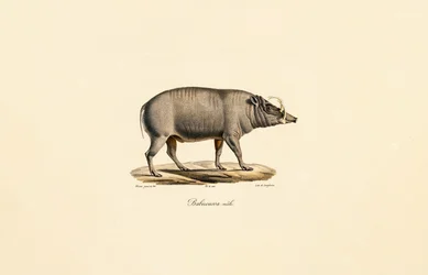 Mannelijk Babirusa