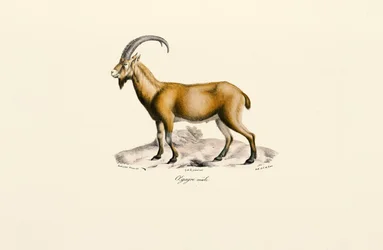 Mannelijke wilde geit