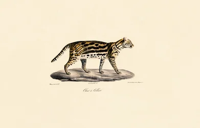 Margay Kat