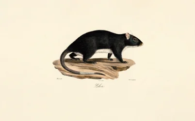 Muskusrat