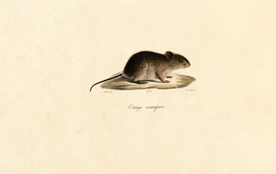 Namaqua rotsmuis