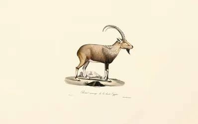 Nubische steenbok