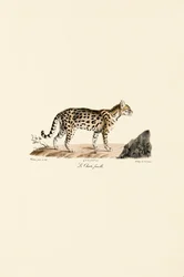 Ocelot, vrouwelijk