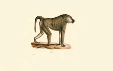 Olijf Baboon