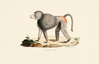 Apenpootjes