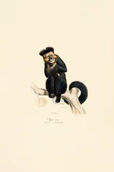 Wilde Gibbon