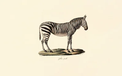 Plains Zebra, vrouwelijk