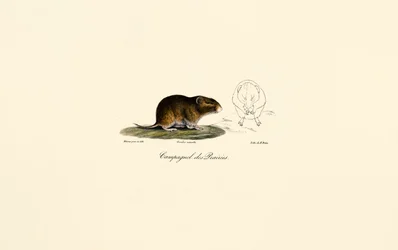 Prairiewoelmuis (Weidewoelmuis)