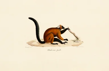 Roodpootmaki
