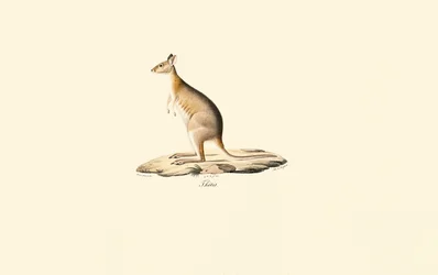 Roodnek Pademelon