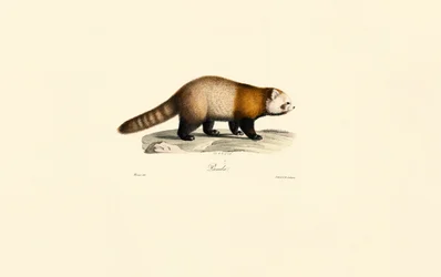 Rode Panda (Ailurus fulgens)