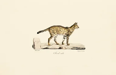 Serval, male