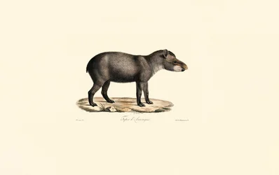 Zuid-Amerikaanse Tapir