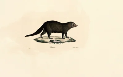 Zuid-Amerikaanse Tayra