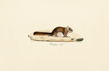 Zuidelijke vliegende eekhoorn (mannetje)