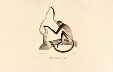 Witbuikpenseelaap (vrouwtje)