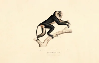Mangabey (mannetje)