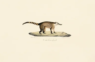 Witneus Coati (vrouwtje)