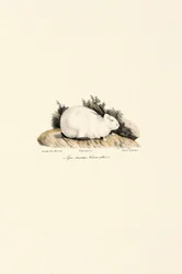 Wit konijn (Lepus domesticus)