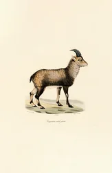 Jonge mannelijke alpensteenbok