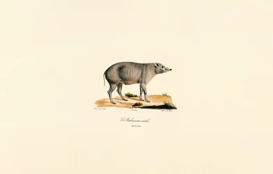 Jonge mannelijke Babirusa