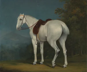 Het grijze jachtpaard van een dame