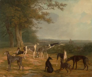 Negen windhonden in een landschap
