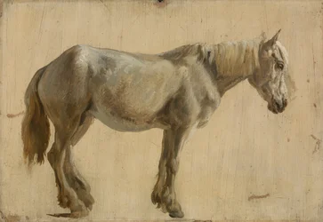 Studie van een grijs paard