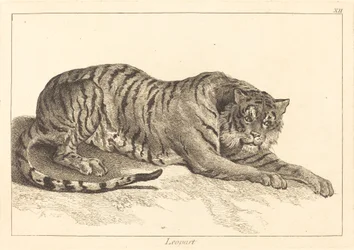 Luipaard of Tijger