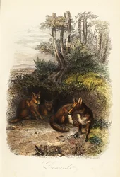 Familie van rode vossen, Vulpes vulpes, buiten een hol