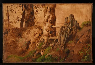 Bomen en rotsen