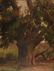 Le Vieux chêne (studie)