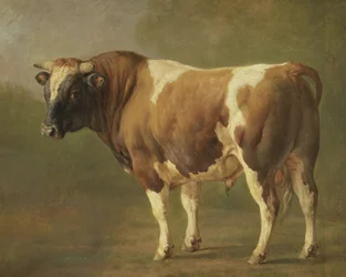 Studie van een stier
