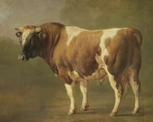 Studie van een stier