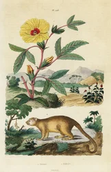 Kinkajou en Roselle