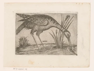 Vogel
