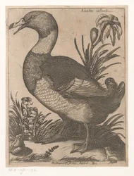Eend (Negen vogels)