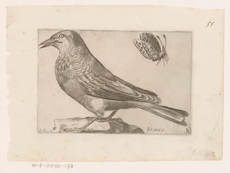 Spreeuw (Sturnus vulgaris)