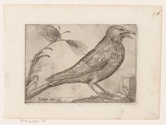 Spreeuw (Sturnus vulgaris)