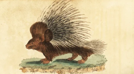 Kuifstekelvarken, Hystrix cristata