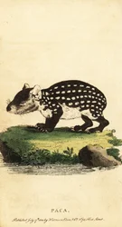 Laagland paca of gevlekte paca, Cuniculus paca