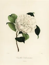 Camellia japonica variëteit, Camellia delicatissima