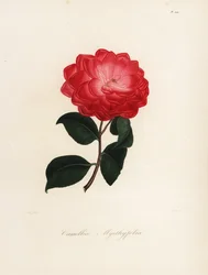 Camellia japonica variëteit, Camellia myrthyfolia
