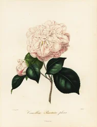 Camellia japonica variëteit, Camellia punctata plena