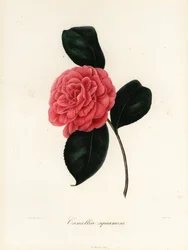 Camellia japonica variëteit, Camellia squamosa of Camellia squammosa